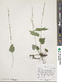 Mitella diphylla image