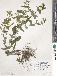 Hypericum punctatum image