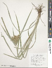 Cyperus esculentus image