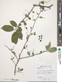 Symplocos paniculata image