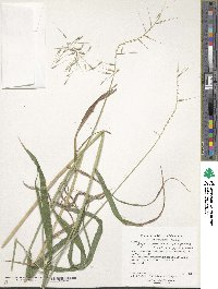 Elymus hystrix image