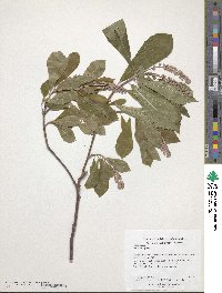 Clethra alnifolia image