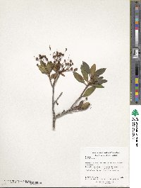 Kalmia latifolia image