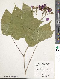 Rubus odoratus image