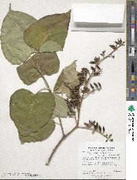 Syringa vulgaris image