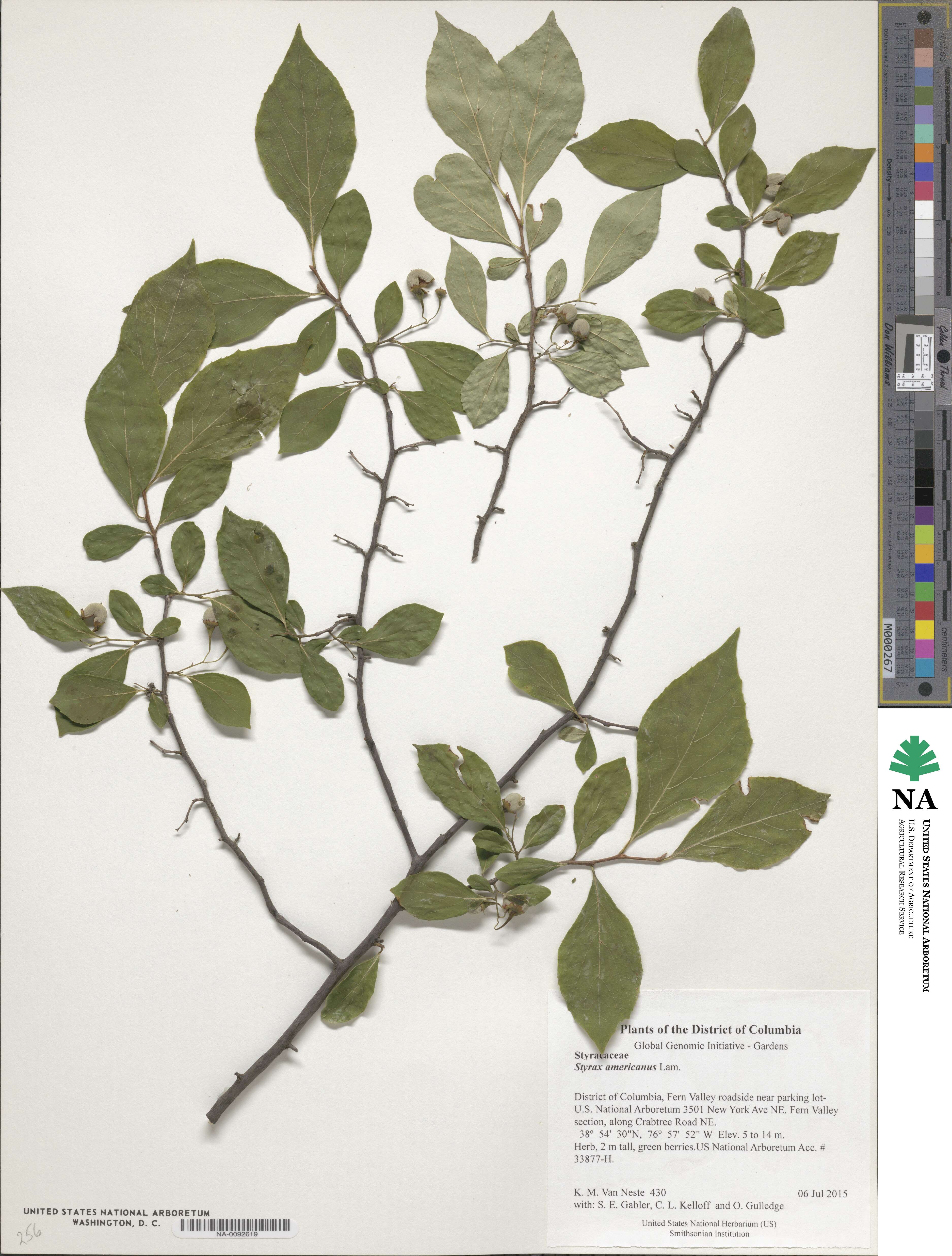 Styrax americanus image