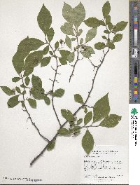 Styrax americanus image