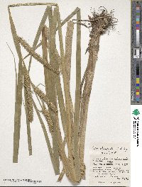 Carex rhynchophysa image