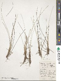 Eleocharis pellucida var. pellucida image