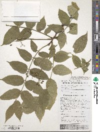 Picrasma quassioides image