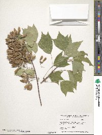 Acer buergerianum image