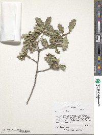 Quercus pungens image