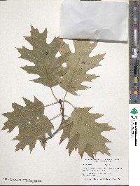 Quercus rubra image