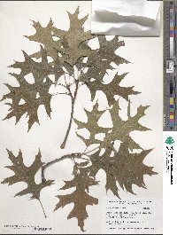 Quercus palustris image