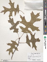 Quercus coccinea image