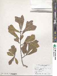 Quercus nigra image