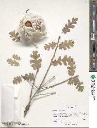 Quercus lobata image