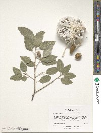 Quercus suber image