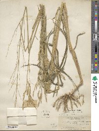 Andropogon sorghum image