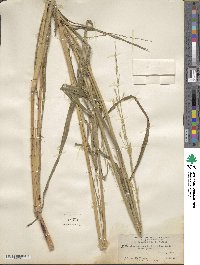 Andropogon sorghum subsp. exiguus image