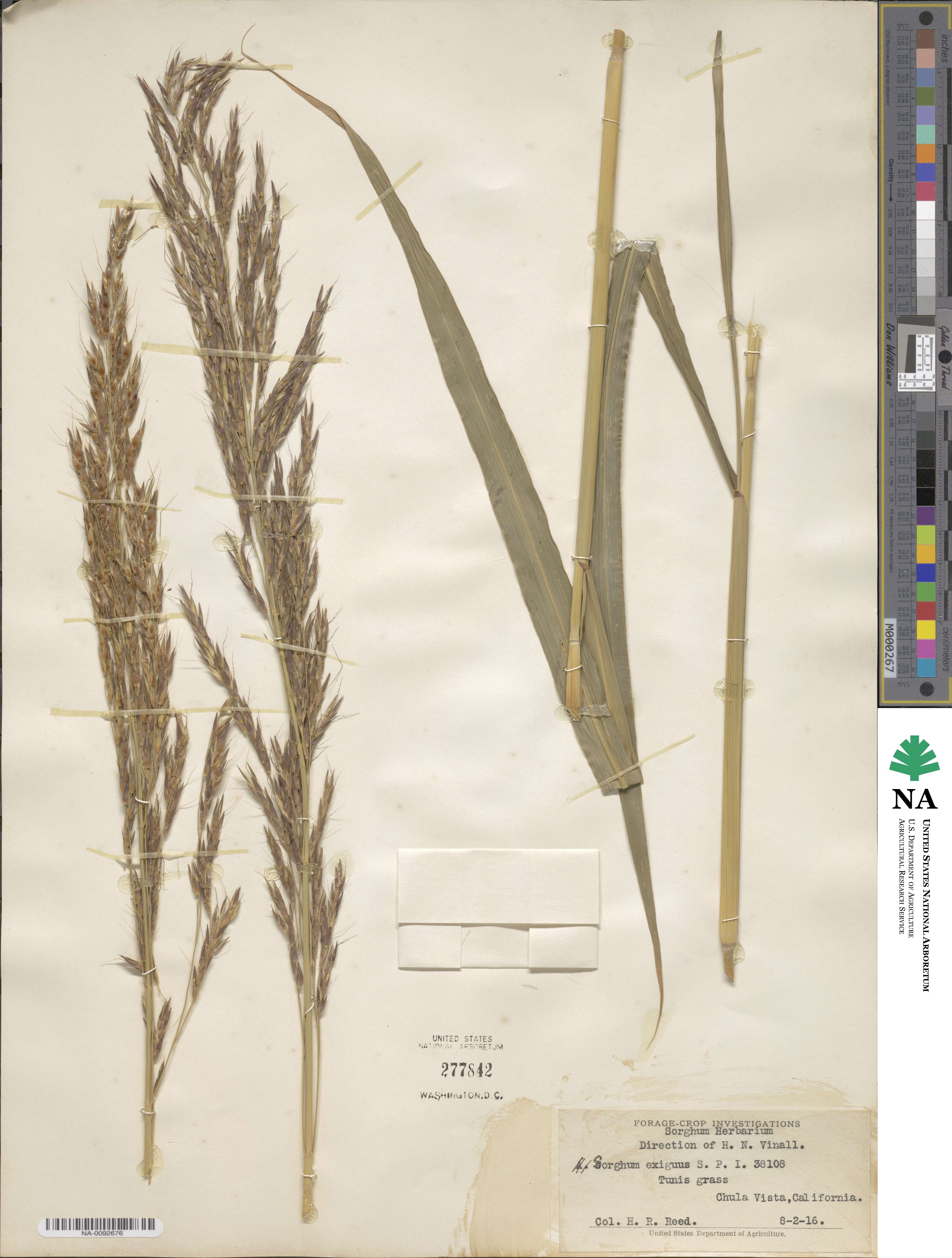 Andropogon sorghum image