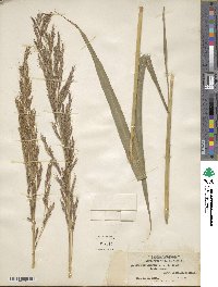 Andropogon sorghum image