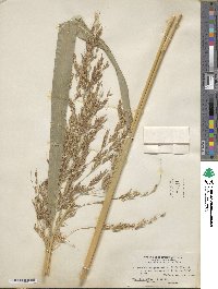 Sorghum arundinaceum image