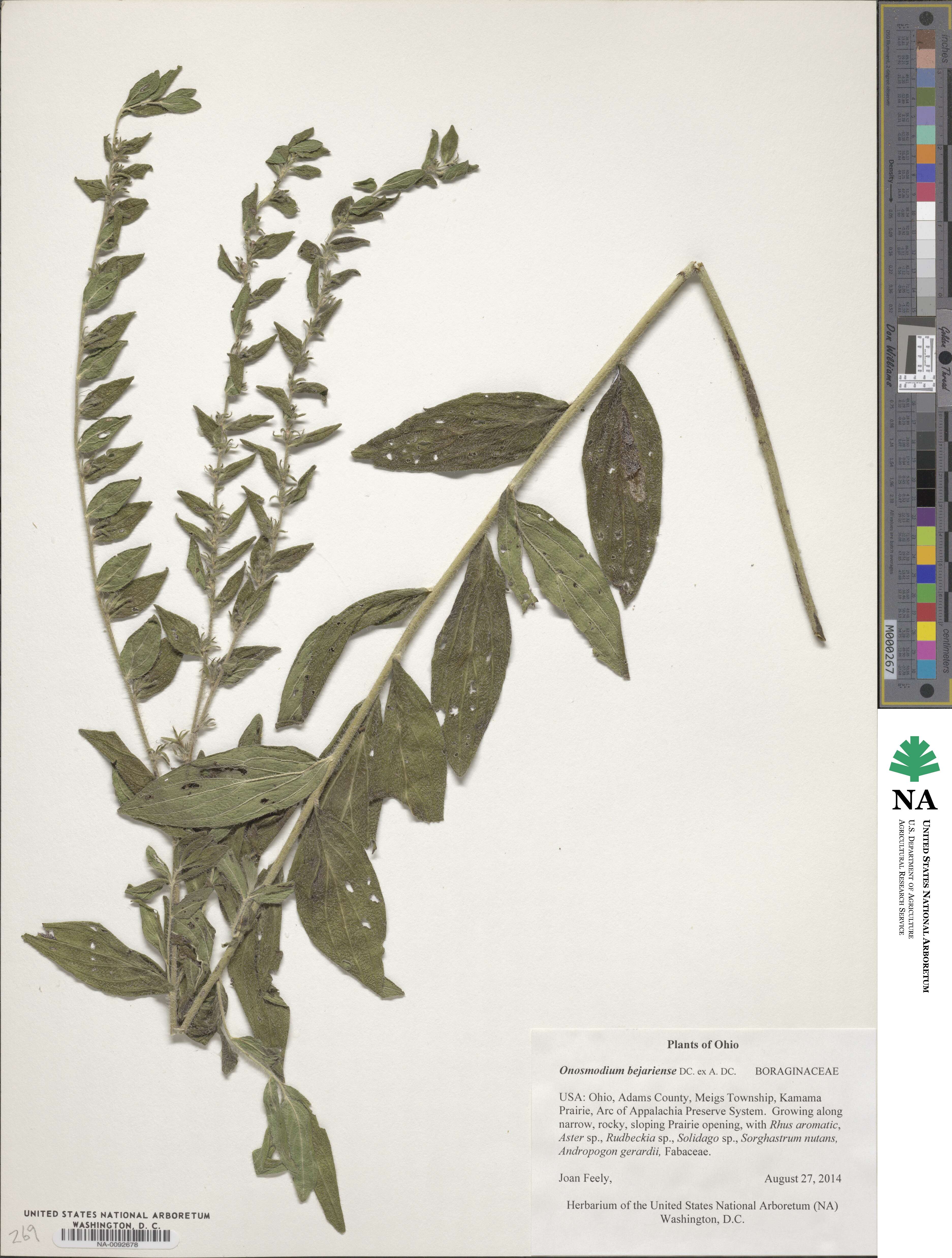 Lithospermum onosmodium image