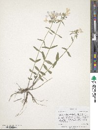 Phlox divaricata image