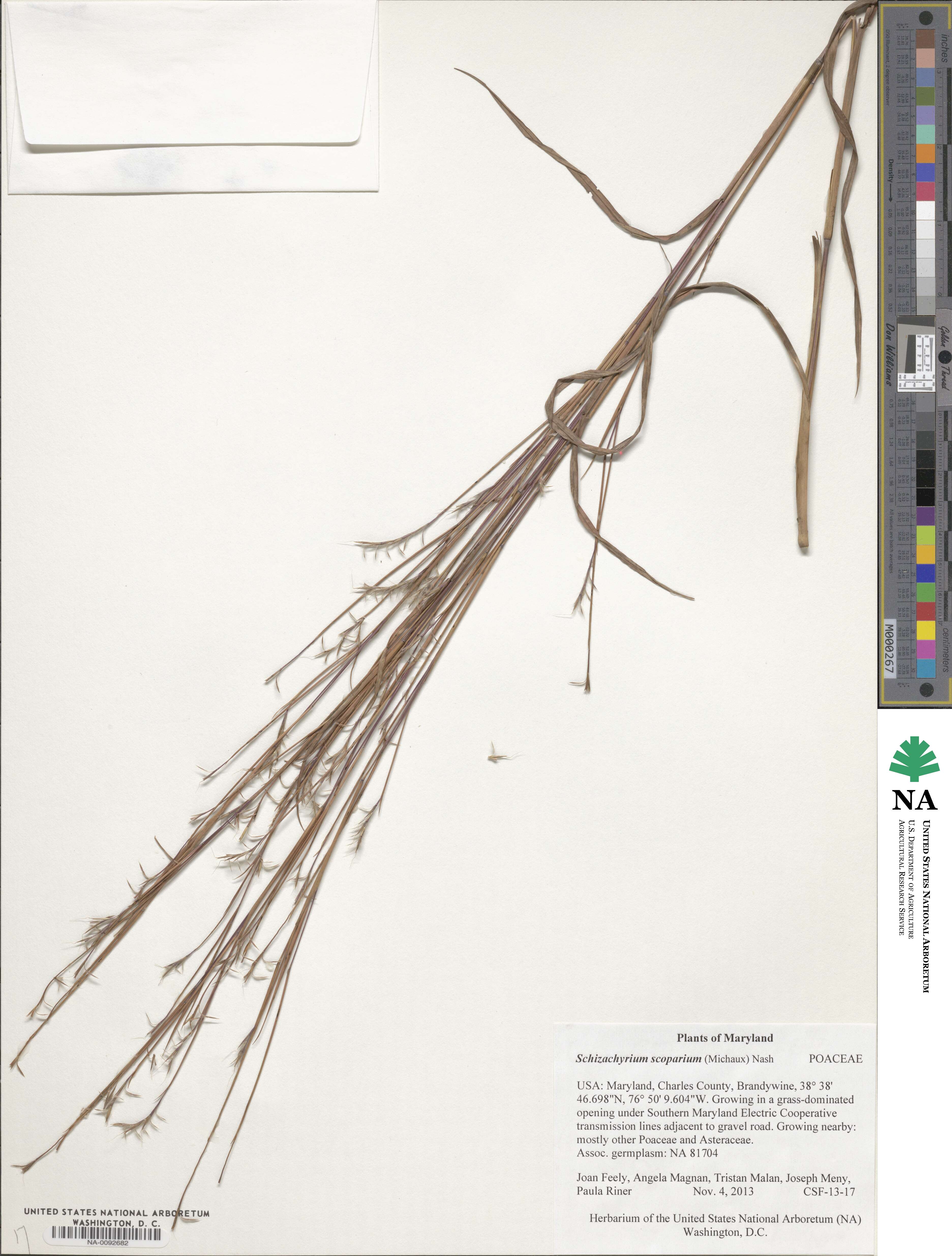 Schizachyrium scoparium image