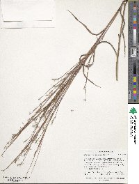 Schizachyrium scoparium image