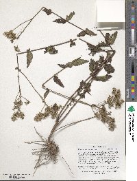 Eupatorium pilosum image