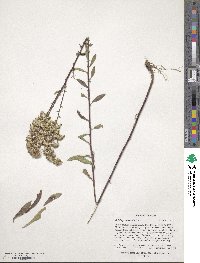 Solidago nemoralis image