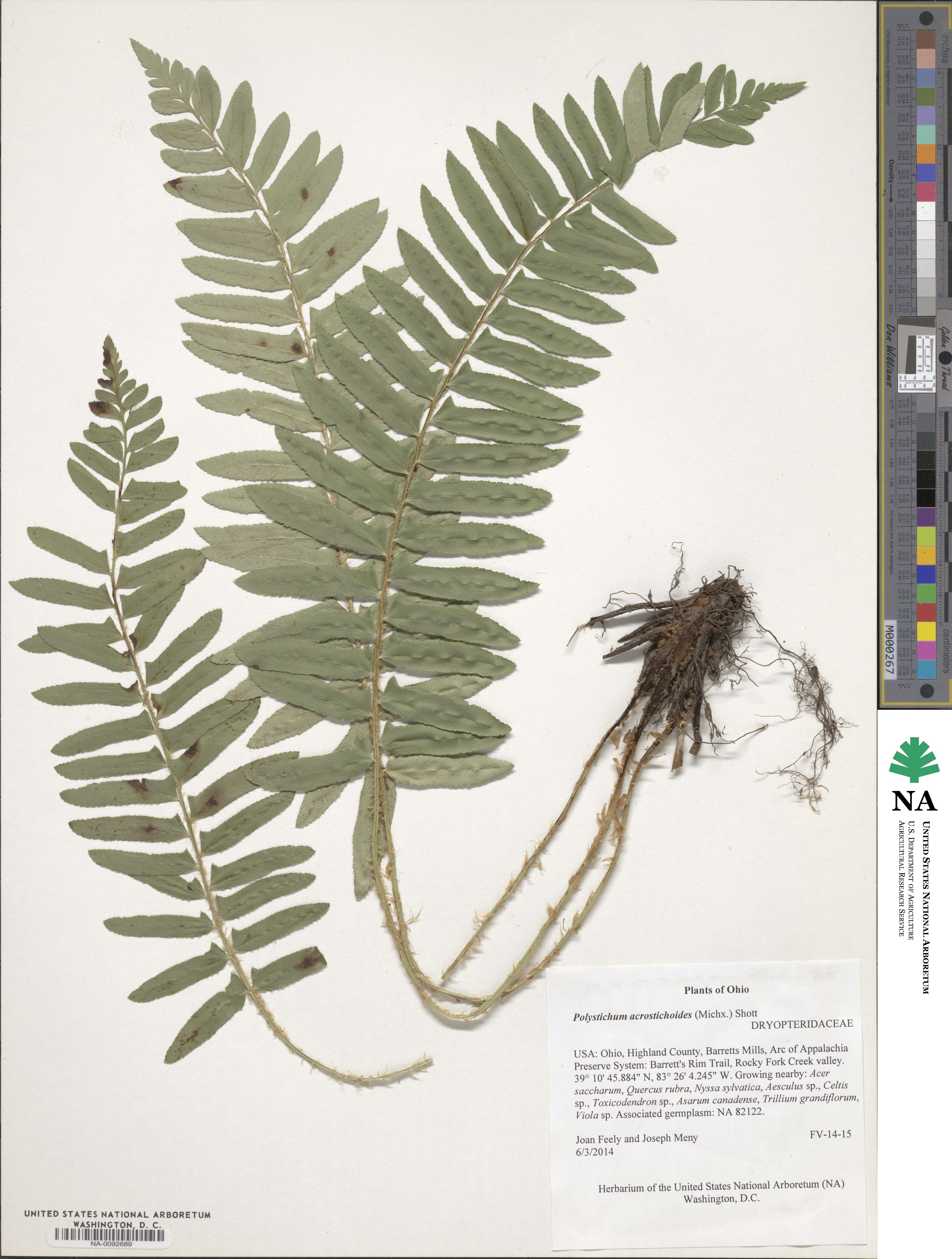 Polystichum acrostichoides image