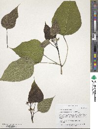 Catalpa bignonioides image