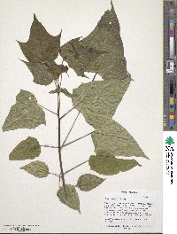 Catalpa bungei image