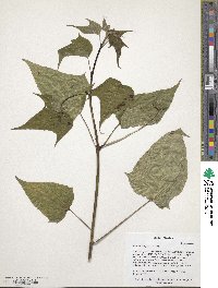 Catalpa bungei image