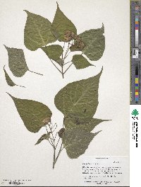 Catalpa bungei image