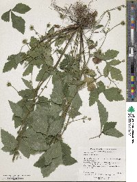 Heuchera americana image