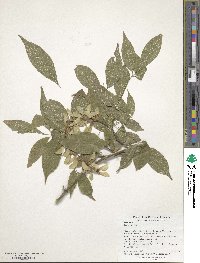 Acer henryi image