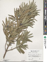 Podocarpus macrophyllus image