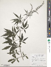 Vitex negundo var. negundo image