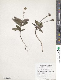 Chimaphila maculata image