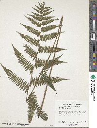 Athyrium asplenioides image