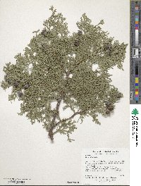Platycladus orientalis image