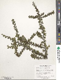 Cotoneaster horizontalis image