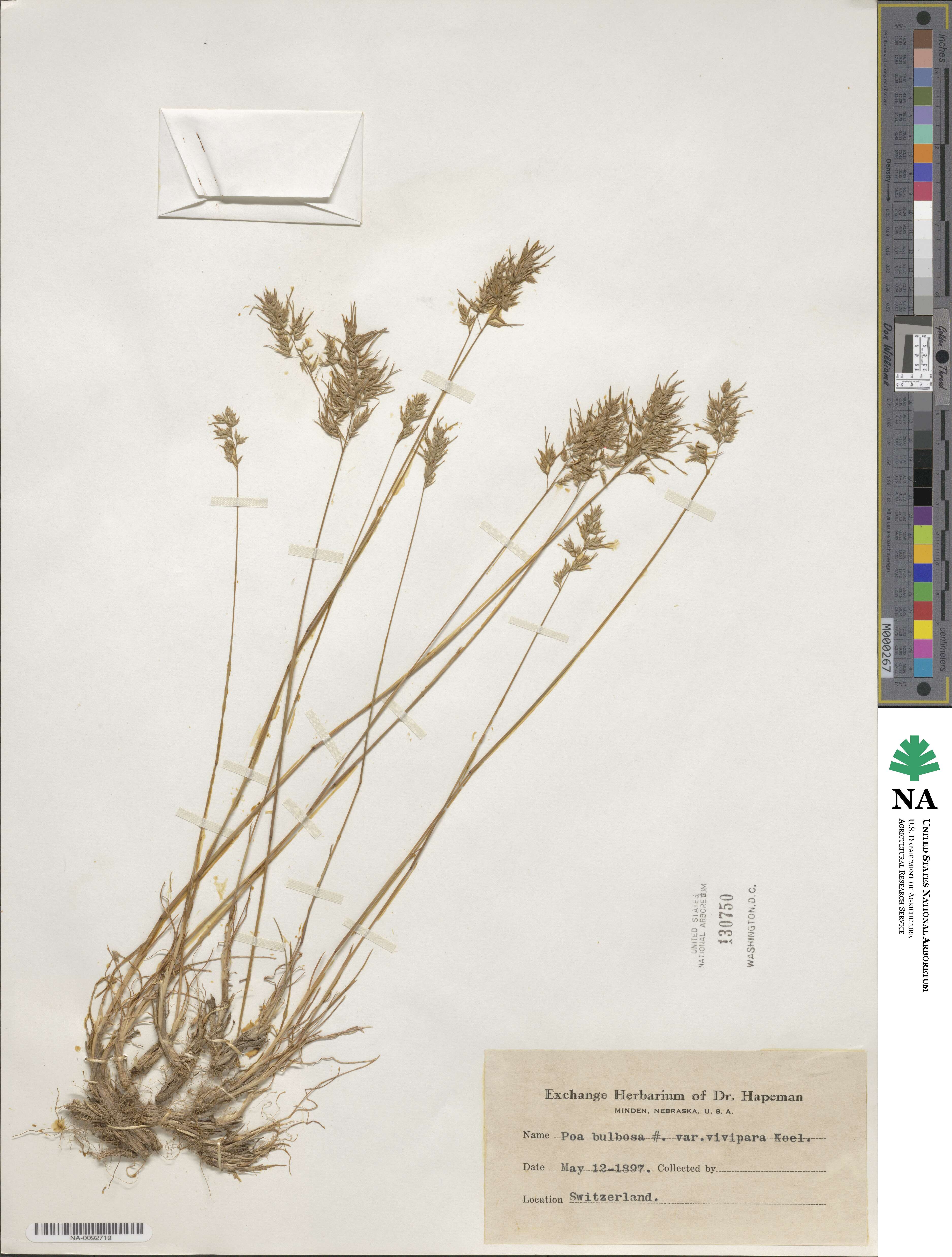 Poa bulbosa image