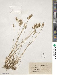 Poa bulbosa image