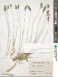 Poa bulbosa image