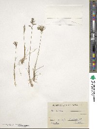 Poa bulbosa image